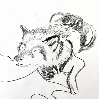 wolf, wolf drawn in pencil, sleeping wolf drawn in pencil